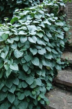 Moonlight Climbing Hydrangea - 2 Gallon Pot 19 Moonlight Climbing Hydrangea - 2 Gallon Pot -Plant Serie Store Hydrangea Climbing Moonlight 2 2
