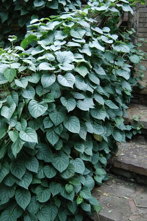 Moonlight Climbing Hydrangea - 2 Gallon Pot 9 Moonlight Climbing Hydrangea - 2 Gallon Pot - Image 7