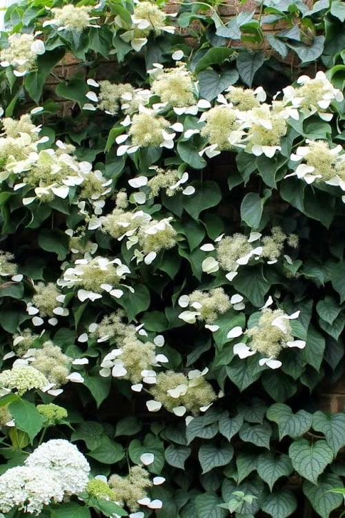Moonlight Climbing Hydrangea - 2 Gallon Pot 10 Moonlight Climbing Hydrangea - 2 Gallon Pot - Image 8