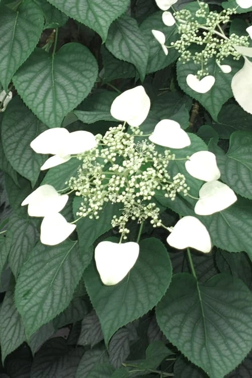Moonlight Climbing Hydrangea - 2 Gallon Pot 6 Moonlight Climbing Hydrangea - 2 Gallon Pot - Image 4