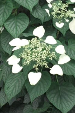 Moonlight Climbing Hydrangea - 1 Gallon Pot -Plant Serie Store Hydrangea Climbing Moonlight 5