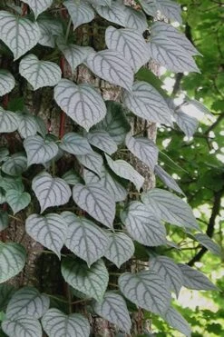 Moonlight Climbing Hydrangea - 5 Gallon Pot -Plant Serie Store Hydrangea Climbing Moonlight 6 1
