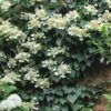 Moonlight Climbing Hydrangea - 5 Gallon Pot -Plant Serie Store Hydrangea Climbing Moonlight 9 1