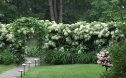 Moonlight Climbing Hydrangea - 5 Gallon Pot -Plant Serie Store Hydrangea Climbing Petiolaris 16 1