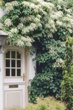 Moonlight Climbing Hydrangea - 2 Gallon Pot 17 Moonlight Climbing Hydrangea - 2 Gallon Pot -Plant Serie Store Hydrangea Climbing Petiolaris 17 2