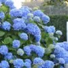 Endless Summer Hydrangea Original - 2 Gallon Pot -Plant Serie Store Hydrangea Endless Summer 500x750 1