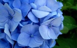 Endless Summer Hydrangea Original - 7 Gallon Pot -Plant Serie Store Hydrangea Endless Summer Closeup 2 1
