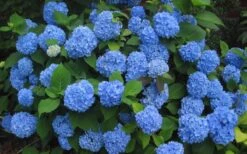 Endless Summer Hydrangea Original - 7 Gallon Pot -Plant Serie Store Hydrangea Endless Summer Closeup 3 1