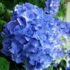 Glory Blue Hydrangea - 3 Gallon Pot -Plant Serie Store Hydrangea Glory Blue 10