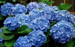 Glory Blue Hydrangea - 3 Gallon Pot -Plant Serie Store Hydrangea Glory Blue 11