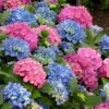 L.A. Dreamin Hydrangea - 3 Gallon Pot -Plant Serie Store Hydrangea LA Dreamin 500x750 1