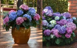 L.A. Dreamin Hydrangea - 3 Gallon Pot -Plant Serie Store Hydrangea LA Dreamin Blooms 2