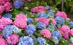 L.A. Dreamin Hydrangea - 3 Gallon Pot -Plant Serie Store Hydrangea LA Dreamin Blooms