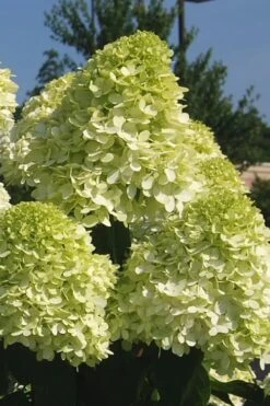 Limelight PeeGee Hydrangea - 7 Gallon Pot (3-4') -Plant Serie Store Hydrangea Limelight 101