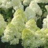Limelight PeeGee Hydrangea - 3 Gallon Pot -Plant Serie Store Hydrangea Limelight 107 1