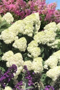 Limelight PeeGee Hydrangea - 3 Gallon Pot -Plant Serie Store Hydrangea Limelight 110 1