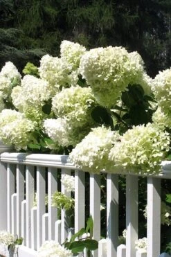 Limelight PeeGee Hydrangea - 6 Pack Of 1 Gallon Pots -Plant Serie Store Hydrangea Limelight 21 2