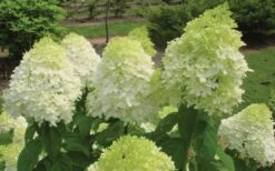Limelight PeeGee Hydrangea - 6 Pack Of 1 Gallon Pots -Plant Serie Store Hydrangea Limelight Flowers