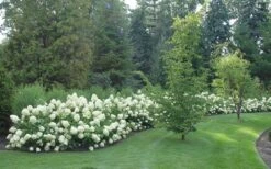 Limelight PeeGee Hydrangea - 3 Gallon Pot -Plant Serie Store Hydrangea Limelight hedge natural 1