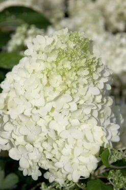 Moon Dance Hydrangea - 2 Gallon Pot -Plant Serie Store Hydrangea Moon Dance 2
