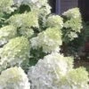 Moon Dance Hydrangea - 2 Gallon Pot -Plant Serie Store Hydrangea Moon Dance 3
