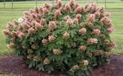 Munchkin Dwarf Oakleaf Hydrangea - 3 Gallon Pot -Plant Serie Store Hydrangea Munchkin
