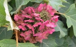 Munchkin Dwarf Oakleaf Hydrangea - 3 Gallon Pot -Plant Serie Store Hydrangea Munchkin Bloom Closeup