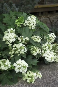 Pee Wee Dwarf Oakleaf Hydrangea - 2 Gallon Pot -Plant Serie Store Hydrangea Oakleaf Pee Wee 11