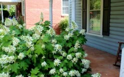 Pee Wee Dwarf Oakleaf Hydrangea - 2 Gallon Pot -Plant Serie Store Hydrangea Oakleaf Pee Wee