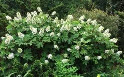 Semmes Beauty Oakleaf Hydrangea - 3 Gallon Pot -Plant Serie Store Hydrangea Oakleaf Semmes Beauty 10