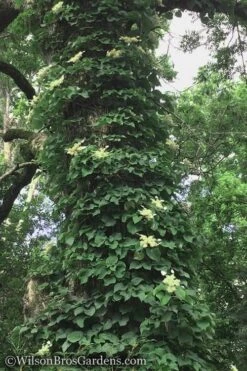 Moonlight Climbing Hydrangea - 2 Gallon Pot 18 Moonlight Climbing Hydrangea - 2 Gallon Pot -Plant Serie Store Hydrangea Petiolaris Climbing Tree 18 2