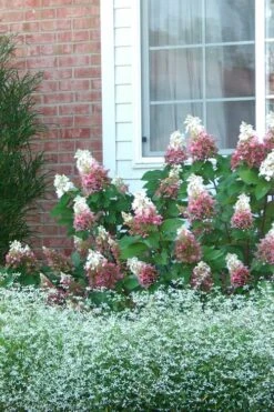 Pinky Winky Hydrangea - 3 Gallon Pot -Plant Serie Store Hydrangea Pinky Winky 12