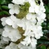 Semmes Beauty Oakleaf Hydrangea - 3 Gallon Pot -Plant Serie Store Hydrangea Semmes Beauty 10
