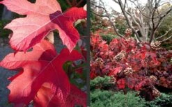 Semmes Beauty Oakleaf Hydrangea - 3 Gallon Pot -Plant Serie Store Hydrangea Semmes Beauty Fall Foliage Color