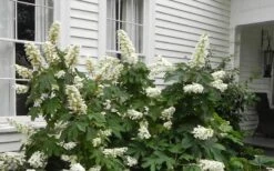 Semmes Beauty Oakleaf Hydrangea - 3 Gallon Pot -Plant Serie Store Hydrangea Semmes Beauty Home Foundation Planting