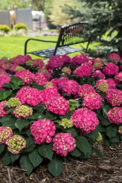Summer Crush Endless Summer Hydrangea - 1 Gallon Pot -Plant Serie Store Hydrangea Summer Crush Endless Summer 3