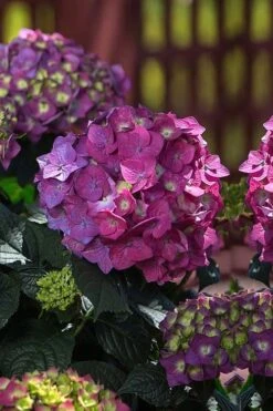 Summer Crush Endless Summer Hydrangea - 1 Gallon Pot -Plant Serie Store Hydrangea Summer Crush Endless Summer 4