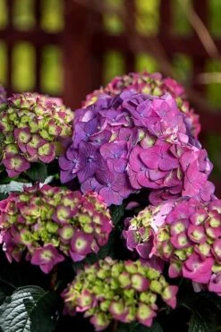 Summer Crush Endless Summer Hydrangea - 1 Gallon Pot -Plant Serie Store Hydrangea Summer Crush Endless Summer 5