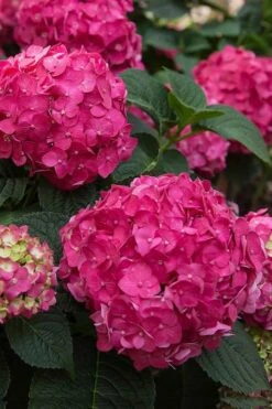 Summer Crush Endless Summer Hydrangea - 1 Gallon Pot -Plant Serie Store Hydrangea Summer Crush Endless Summer 6