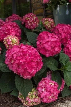 Summer Crush Endless Summer Hydrangea - 1 Gallon Pot -Plant Serie Store Hydrangea Summer Crush Endless Summer 7