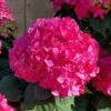 Summer Crush Endless Summer Hydrangea - 1 Gallon Pot -Plant Serie Store Hydrangea Summer Crush Endless Summer 8