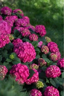 Summer Crush Endless Summer Hydrangea - 1 Gallon Pot -Plant Serie Store Hydrangea Summer Crush Endless Summer 9