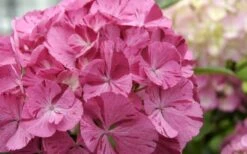 Sweet Fantasy Hydrangea - 3 Gallon Pot -Plant Serie Store Hydrangea Sweet Fantasy 2