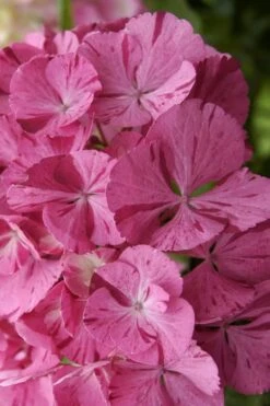 Sweet Fantasy Hydrangea - 3 Gallon Pot -Plant Serie Store Hydrangea Sweet Fantasy 3