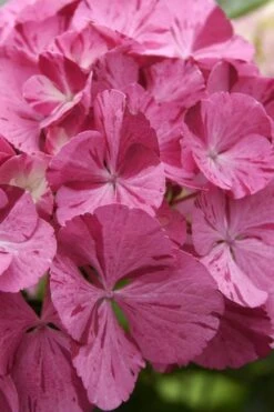 Sweet Fantasy Hydrangea - 1 Gallon Pot -Plant Serie Store Hydrangea Sweet Fantasy 4 1