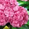 Sweet Fantasy Hydrangea - 1 Gallon Pot -Plant Serie Store Hydrangea Sweet Fantasy 5 1