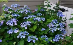 Twist-N-Shout Endless Summer Hydrangea - 1 Gallon Pot -Plant Serie Store Hydrangea Twist N Shout Blue Flowers 3 1