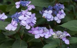 Twist-N-Shout Endless Summer Hydrangea - 1 Gallon Pot -Plant Serie Store Hydrangea Twist N Shout Lavender Flowers 2 1