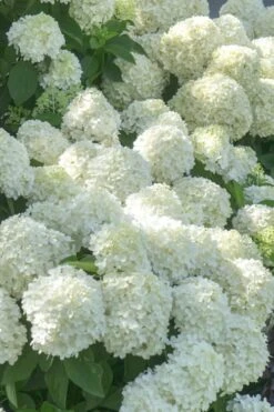 White Wedding Hydrangea - 2 Gallon Pot -Plant Serie Store Hydrangea White Wedding 5 x750