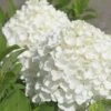 White Wedding Hydrangea - 2 Gallon Pot -Plant Serie Store Hydrangea White Wedding Closeup 5 x750